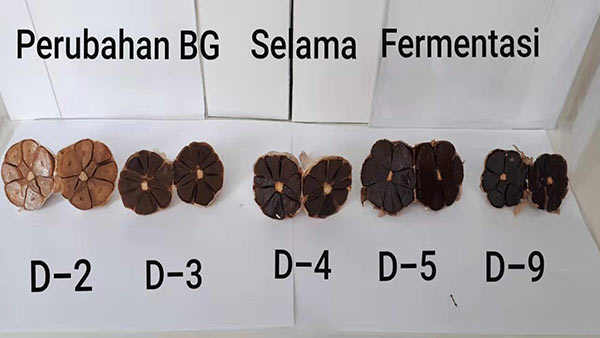 Black Garlic Fermenting Process.jpg