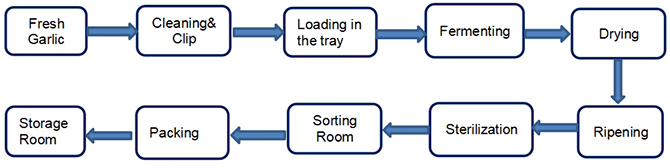 black garlic production process.jpg